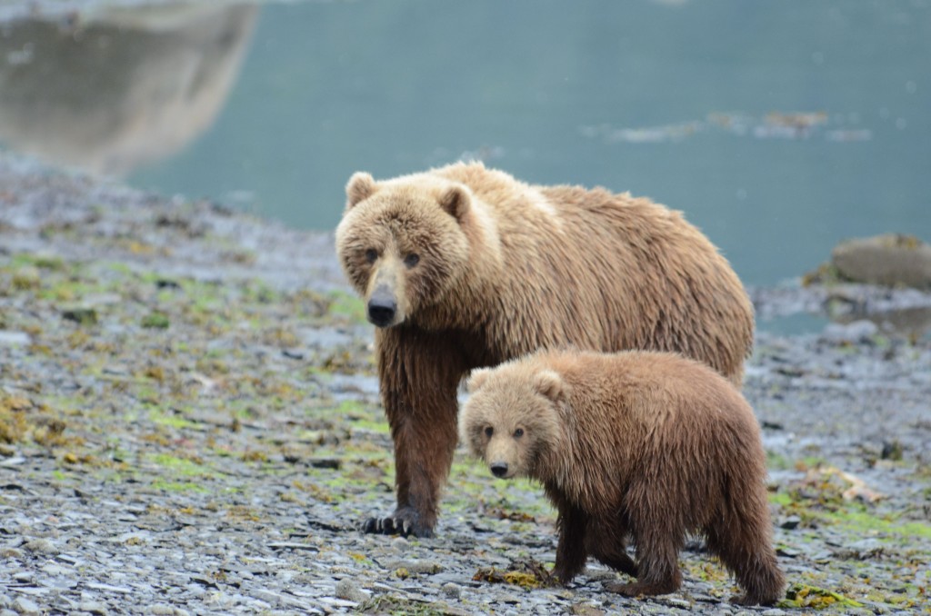 Munsey's Bear Camp