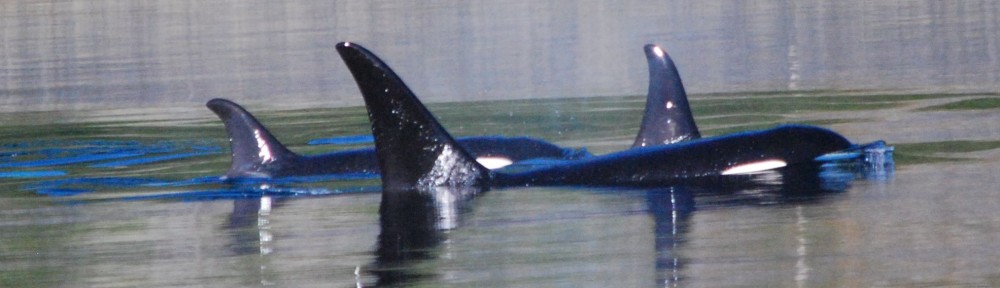 Marauding Orcas in Uyak Bay
