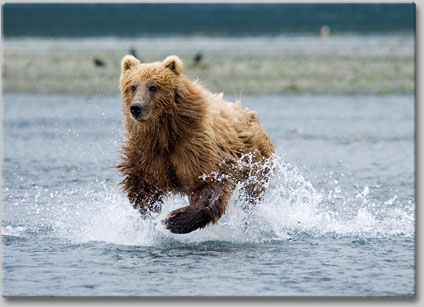 Watching Alaska's Kodiak Brown Bear Chase Salmon