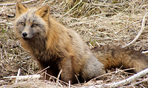 Wild Alaskan Cross Fox