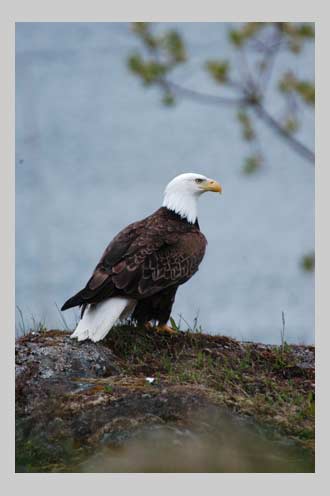 adult bald eagle