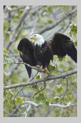 Bald Eagle perched with open wings