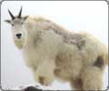 Kodiak Mountain Goat