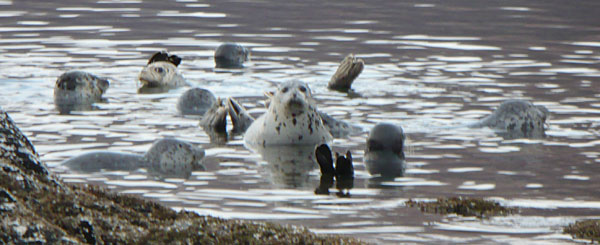 Harbor Seals