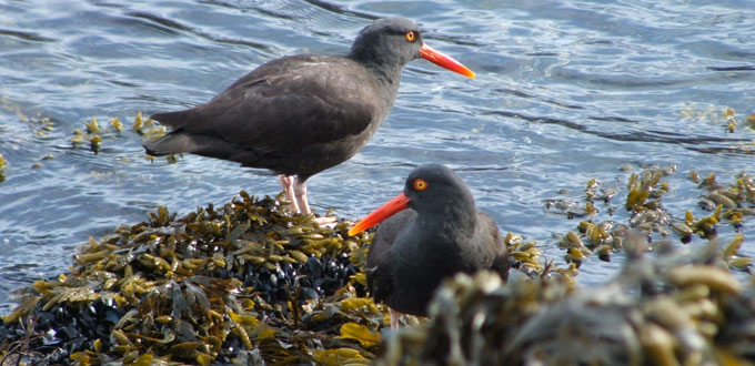 Oyster Catcher Birds