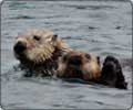 Bear Viewing, Wildlife Photography and Fishing vacations - Kodiak Alaska